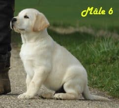 Chiots de race Labrador retriever à vendre chez l'éleveur Grenier Jonathan