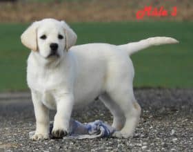 Chiots de race Labrador retriever à vendre chez l'éleveur Grenier Jonathan