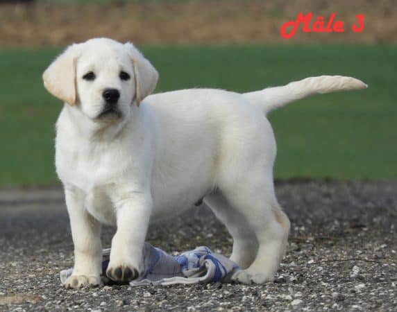 Image de la portée de chiot de l'élévage Grenier Jonathan