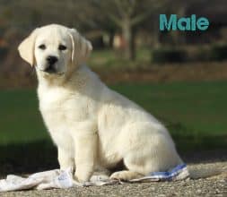 Chiots de race Labrador retriever à vendre chez l'éleveur Grenier Jonathan