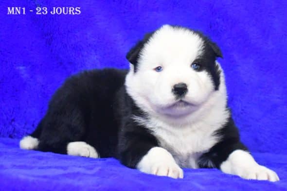 Image de la portée de chiot de l'élévage DE LA SOURCE DU MONTET