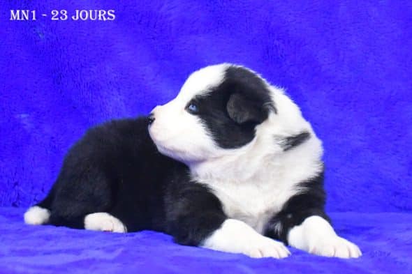 Image de la portée de chiot de l'élévage DE LA SOURCE DU MONTET