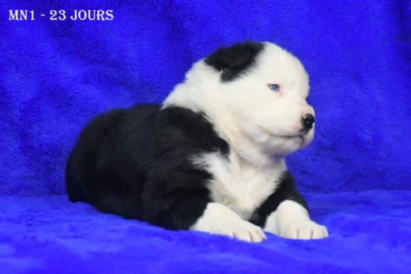 Image de la portée de chiot de l'élévage DE LA SOURCE DU MONTET