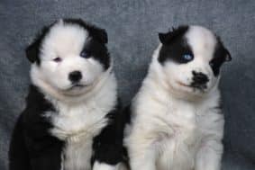 Chiots de race Laika de iakoutie à vendre chez l'éleveur DE LA SOURCE DU MONTET