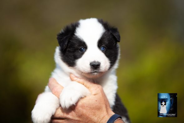 Image de la portée de chiot de l'élévage CESBRON ROMAIN