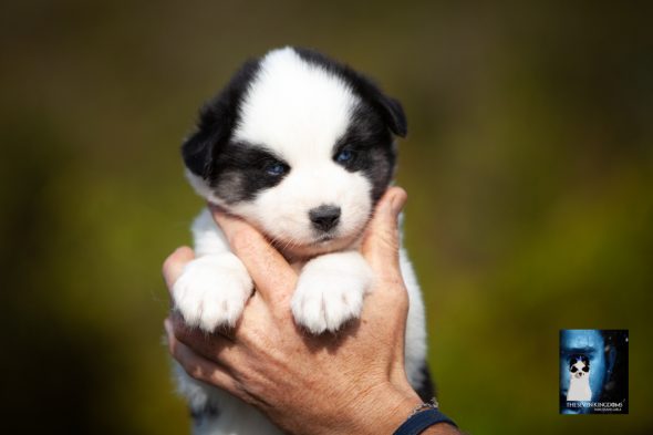 Image de la portée de chiot de l'élévage CESBRON ROMAIN