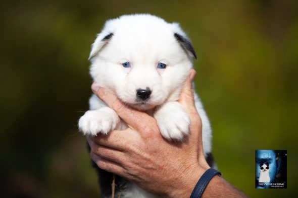 Image de la portée de chiot de l'élévage CESBRON ROMAIN