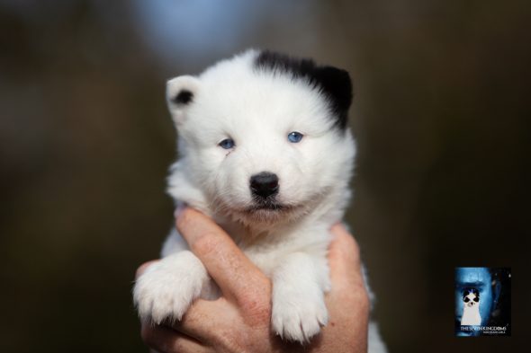 Image de la portée de chiot de l'élévage CESBRON ROMAIN