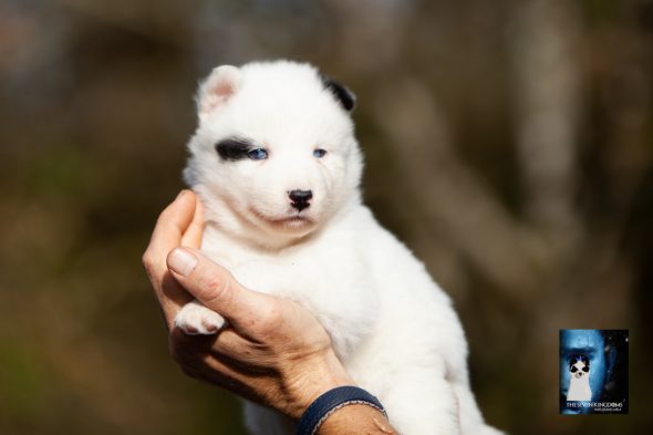 Image de la portée de chiot de l'élévage CESBRON ROMAIN