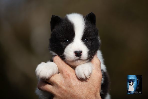 Image de la portée de chiot de l'élévage CESBRON ROMAIN