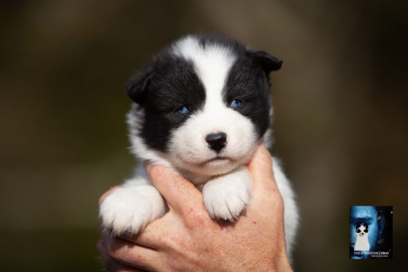 Image de la portée de chiot de l'élévage CESBRON ROMAIN