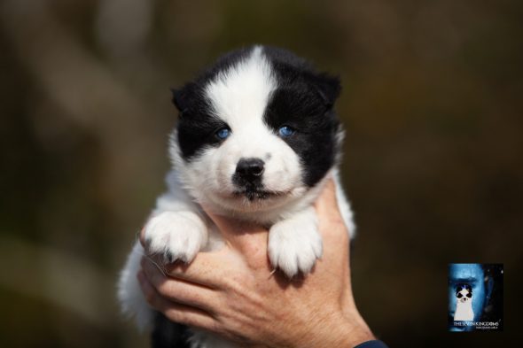 Image de la portée de chiot de l'élévage CESBRON ROMAIN