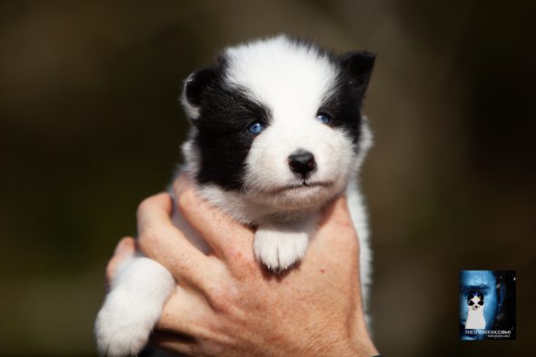 Image de la portée de chiot de l'élévage CESBRON ROMAIN