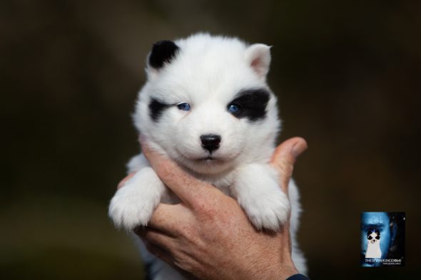 Image de la portée de chiot de l'élévage CESBRON ROMAIN