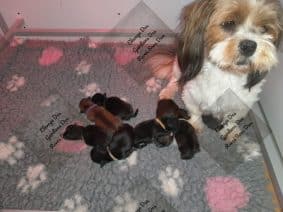 Chiots de race Lhassa apso à vendre chez l'éleveur DES GARDIENS DES REVES S/DUN