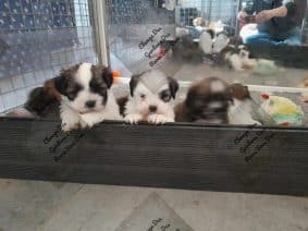 Chiots de race Lhassa apso à vendre chez l'éleveur DES GARDIENS DES REVES S/DUN