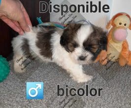 Chiots de race Lhassa apso à vendre chez l'éleveur DES GARDIENS DES REVES S/DUN