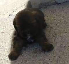 Chiots de race Lhassa apso à vendre chez l'éleveur SELECTION CANINE