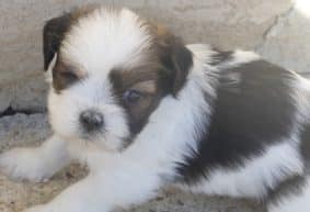 Chiots de race Lhassa apso à vendre chez l'éleveur SELECTION CANINE