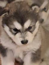 Chiots de race Malamute de l'Alaska à vendre chez l'éleveur L’AUBE DES PERSEIDES