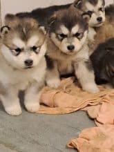 Chiots de race Malamute de l'Alaska à vendre chez l'éleveur L’AUBE DES PERSEIDES