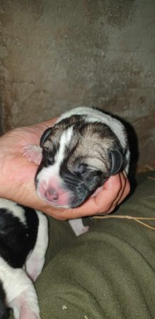 Image de la portée de chiot de l'élévage LA LICORNE D’EBENE