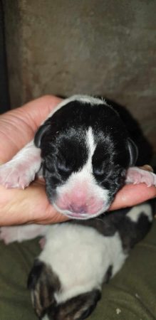 Image de la portée de chiot de l'élévage LA LICORNE D’EBENE