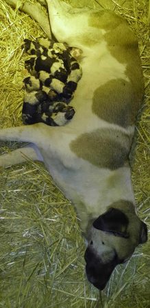 Image de la portée de chiot de l'élévage LA LICORNE D’EBENE