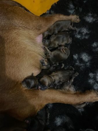 Image de la portée de chiot de l'élévage MARTIN DELPHINE