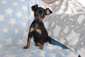 Chiots d'apparence Pinscher nain à vendre chez l'éleveur DOMAINE DE LA TERNOISE