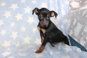 Chiots d'apparence Pinscher nain à vendre chez l'éleveur DOMAINE DE LA TERNOISE