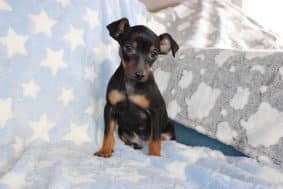 Chiots d'apparence Pinscher nain à vendre chez l'éleveur DOMAINE DE LA TERNOISE