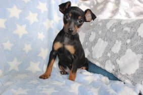 Chiots d'apparence Pinscher nain à vendre chez l'éleveur DOMAINE DE LA TERNOISE