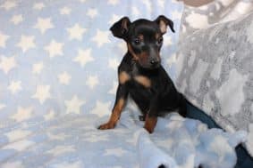 Chiots d'apparence Pinscher nain à vendre chez l'éleveur DOMAINE DE LA TERNOISE