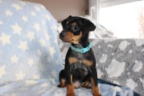 Chiots d'apparence Pinscher nain à vendre chez l'éleveur DOMAINE DE LA TERNOISE