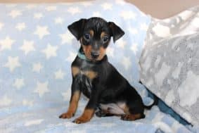 Chiots d'apparence Pinscher nain à vendre chez l'éleveur DOMAINE DE LA TERNOISE