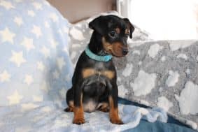 Chiots d'apparence Pinscher nain à vendre chez l'éleveur DOMAINE DE LA TERNOISE