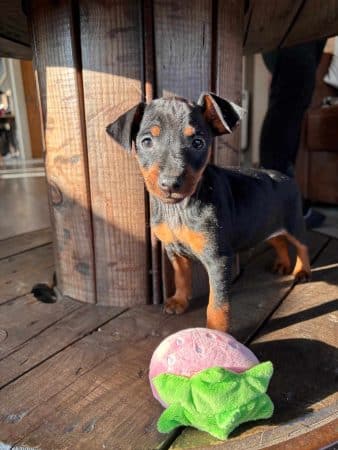 Image de la portée de chiot de l'élévage DOMAINE DE LA TERNOISE