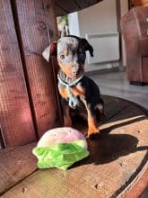 Chiots d'apparence Pinscher nain à vendre chez l'éleveur DOMAINE DE LA TERNOISE