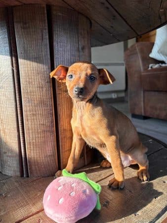 Image de la portée de chiot de l'élévage DOMAINE DE LA TERNOISE