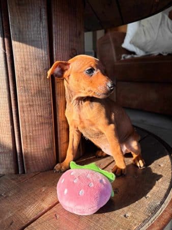 Image de la portée de chiot de l'élévage DOMAINE DE LA TERNOISE