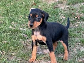 Chiots de race Pinscher nain à vendre chez l'éleveur SCEA DU MOULIN DE MADJURIE