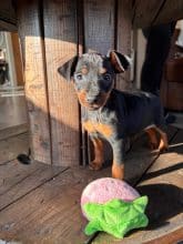 Chiots d'apparence Pinscher nain à vendre chez l'éleveur DOMAINE DE LA TERNOISE