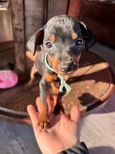 Chiots d'apparence Pinscher nain à vendre chez l'éleveur DOMAINE DE LA TERNOISE