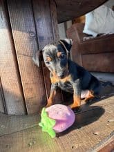 Chiots d'apparence Pinscher nain à vendre chez l'éleveur DOMAINE DE LA TERNOISE