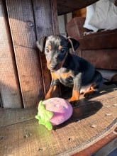 Chiots d'apparence Pinscher nain à vendre chez l'éleveur DOMAINE DE LA TERNOISE