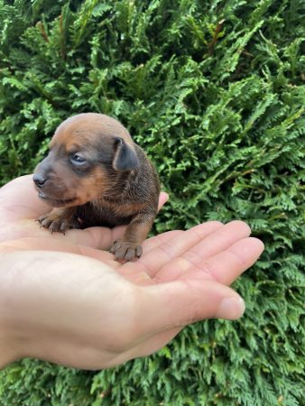 Image de la portée de chiot de l'élévage HELENDOGS