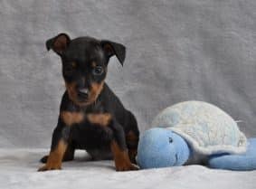 Chiots de race Pinscher nain à vendre chez l'éleveur Angel inside’s