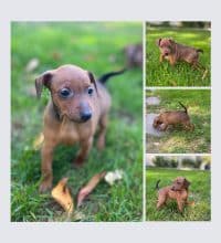 Chiots de race Pinscher nain à vendre chez l'éleveur SCEA DU MOULIN DE MADJURIE