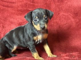 Chiots de race Pinscher nain à vendre chez l'éleveur SCEA DU MOULIN DE MADJURIE